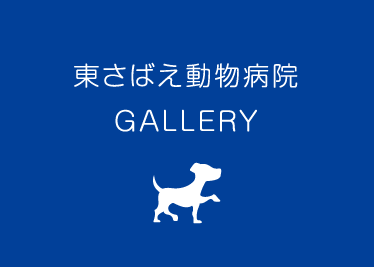 東さばえ動物病院 GALLERY
