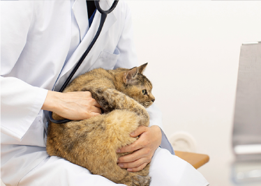 ３匹の子猫の写真