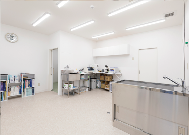 白衣を来た医師に抱っこされる猫