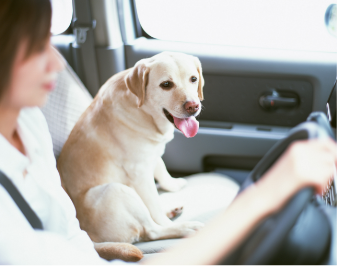 助手席に座り運転手を見つめる犬
